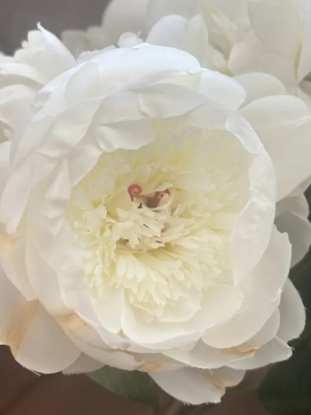 10 Life Like White Faux Peonies With Lush Layered Petals and Flexible Stems